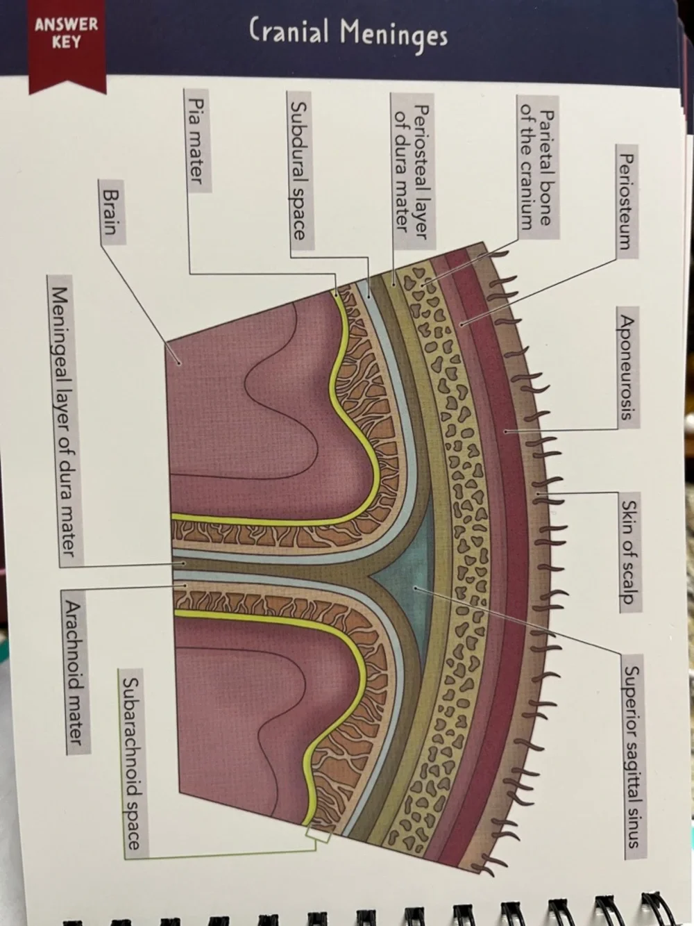 Nurse In The Making‎ Anatomy Label Lab Workbook Spiral Bound Laminated NEW